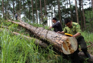 Đau xót những cái chết của rừng thông:Hạ độc, khoan lỗ để cây tự đổ