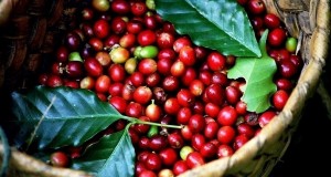 Giá nông sản hôm nay 14/12: Giá cà phê và giá tiêu đều giảm