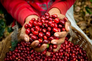 Giá nông sản hôm nay 24/12: Giá cà phê biến động nhẹ, giá tiêu ổn định