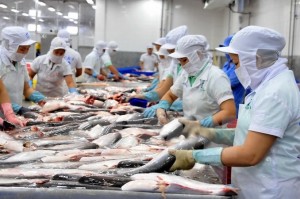 Trung Quốc nuôi cá tra, doanh nghiệp Việt bắt đầu lo thị trường