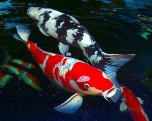 Cá Koi Nhật Bản giá hơn 41 tỷ đồng/con có gì đặc biệt?