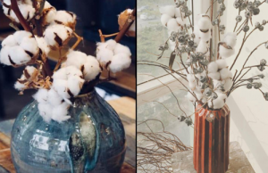 Cỏ dại Bắc Âu về Việt Nam thành hoa cotton đắt giá
