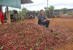 Giá cà phê lao dốc, nông dân Tây Nguyên đau xót mất hàng nghìn tỷ
