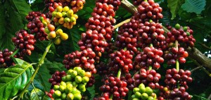 Giá nông sản hôm nay 25/1: Giá cà phê tăng mạnh, giá tiêu ổn định