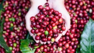 Giá nông sản hôm nay 29/1: Giá cà phê giảm 300-500 đ/kg, giá tiêu giảm nhẹ