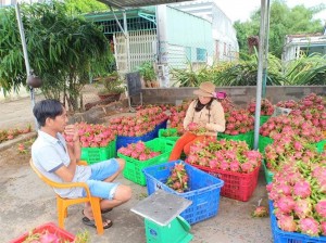 Mỗi ngày người dân Trung Quốc “ăn“ 1.000 tấn thanh long Bình Thuận