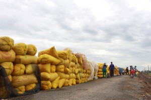 Đồng bằng sông Cửu Long : Giá lúa rớt thê thảm