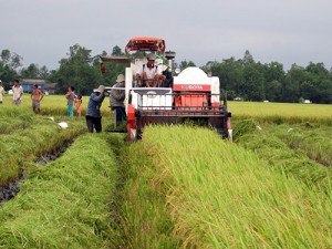 Giá lúa giảm mạnh: Cấp vốn nhanh cho doanh nghiệp cứu nông dân