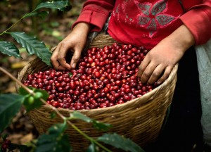 Giá nông sản hôm nay 25/2: Giá cà phê và giá tiêu biến động nhẹ