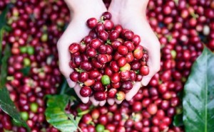 Giá nông sản hôm nay 20/3: Giá cà phê tăng mạnh, giá tiêu giảm nhẹ
