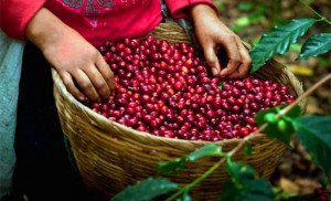 Giá nông sản hôm nay 21/3: Giá cà phê giảm 300-600 đ/kg, giá tiêu ổn định