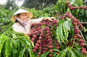 Giá nông sản hôm nay 27/3: Giá cà phê tăng 100-200 đ/kg, giá tiêu giảm nhẹ