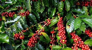 Giá nông sản hôm nay 29/3: Giá cà phê giảm 100-400 đ/kg, giá tiêu đi ngang