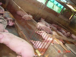 Nhiều biện pháp ngăn chặn dịch tả lợn châu Phi