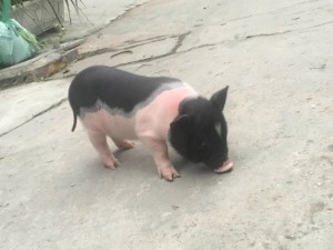 Sự thật về những con lợn mini làm thú cưng có giá bạc triệu