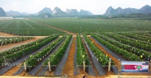 Trung Quốc trồng ồ ạt thanh long, Việt Nam tìm gấp thị trường mới