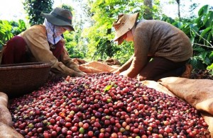 Giá nông sản hôm nay 1/4: Giá cà phê tăng nhẹ, giá tiêu giảm 1.000 đ/kg