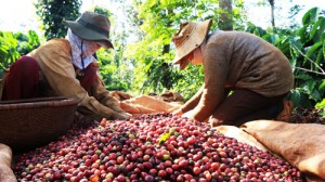 Giá nông sản hôm nay 24/4: Giá cà phê giảm 200 đ/kg, giá tiêu ổn định