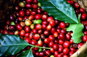 Giá nông sản hôm nay 4/4: Giá cà phê tăng mạnh, giá tiêu giảm nhẹ