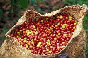 Giá nông sản hôm nay 15/5: Giá cà phê tăng 700-900 đ/kg, giá tiêu đi ngang