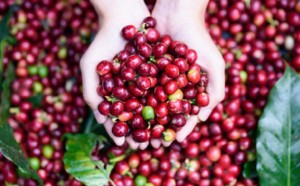 Giá nông sản hôm nay 17/5: Giá cà phê giảm 400-1.100 đ/kg, giá tiêu đi ngang