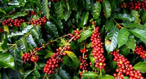 Giá cà phê hôm nay 1/6: Giá cà phê tăng 300-400 đồng/kg, dao động từ 33.200-33.900 đồng/kg