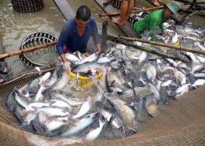 Giá cá tra rớt thê thảm, thấp nhất trong vòng 2 năm gần đây