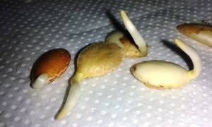 Mẹo trồng chậu đào sai trĩu quả từ hạt