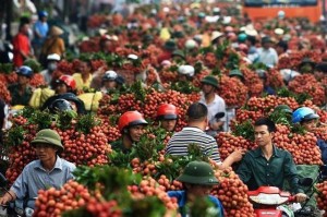 Trung Quốc chỉ mua trái cây Việt Nam... không có lá?