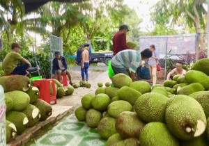 Mít Thái bất ngờ tăng giá 52.000 đồng/kg: Thương lái đổ về vườn tranh mua