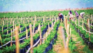 Nhóm Thaco nắm giữ 13,12% công ty nông nghiệp của Bầu Đức