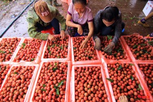 Nông sản Việt gặp khó ở Trung Quốc: Không đổi mới mình sẽ thất bại