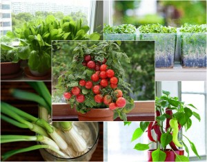 Top 9 loại rau củ vô cùng thích hợp để trồng ở cửa sổ nhà bếp