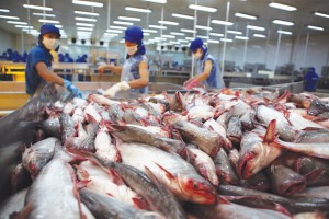 'Vua cá tra' Hùng Vương báo lỗ 42 tỷ dù được Thadi hợp tác