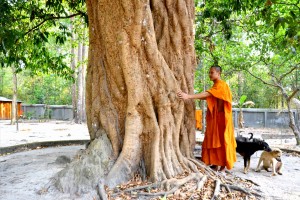 Chiêm ngưỡng 2 “đại lão” vải thiều hơn 300 tuổi giữa rừng Thất Sơn