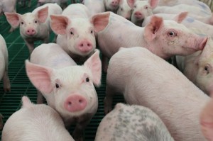 Dịch tả lợn Châu Phi tại Trung Quốc bắt nguồn từ loại vaccine không phép ?