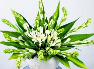Những loại hoa hợp phong thủy được người Việt chọn trong ngày Tết để hút tài lộc
