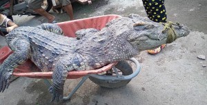 Ớn lạnh người dân bắt được nhiều cá sấu ở Bình Chánh