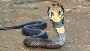 Bài thuốc bí truyền cứu hàng chục người thoát “tử thần” rắn hổ mang