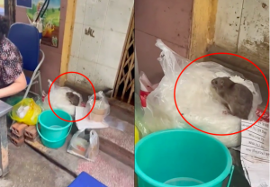 Quán ăn có chuột 'ngồi' chễm chệ trên túi bún ở Hà Nội bị phạt hơn 2 triệu đồng