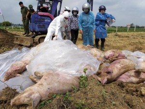Buôn bán vận chuyển trái phép lợn gia tăng, nguy cơ lây nhiễm dịch bệnh cao