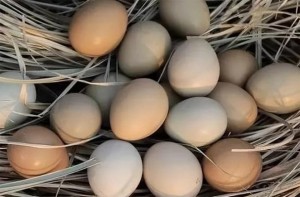 Trứng gà, trứng vịt, trứng ngỗng, trứng cút, loại nào bổ dưỡng hơn?