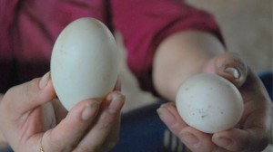 Cách đơn giản chọn mua trứng vịt lộn ngon và bổ dưỡng nhất, tránh mua phải trứng già và ung