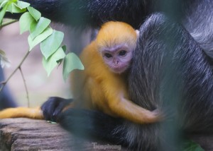 Chú khỉ con ở Thảo Cầm Viên có gì đặc biệt mà gây 'sốt' mạng xã hội?