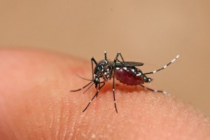 Chuyện lạ: Tiêm vaccine cho muỗi để ngừa sốt xuất huyết?