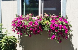 Cách trồng hoa trang trí cửa sổ nhà tuyệt đẹp