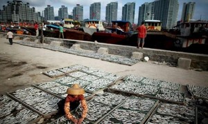 Bloomberg: Trung Quốc chiếm phần lớn nguồn cá Biển Đông