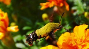 Phát hiện loài bướm lai chim ruồi '4 trong 1' cực hiếm ở Trung Quốc