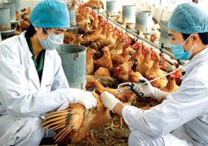 Cảnh báo nguy cơ cúm A(H7N9) vào Việt Nam