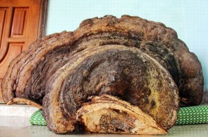Cây nấm linh chi khổng lồ, trả gần trăm triệu không bán ở Nghệ An